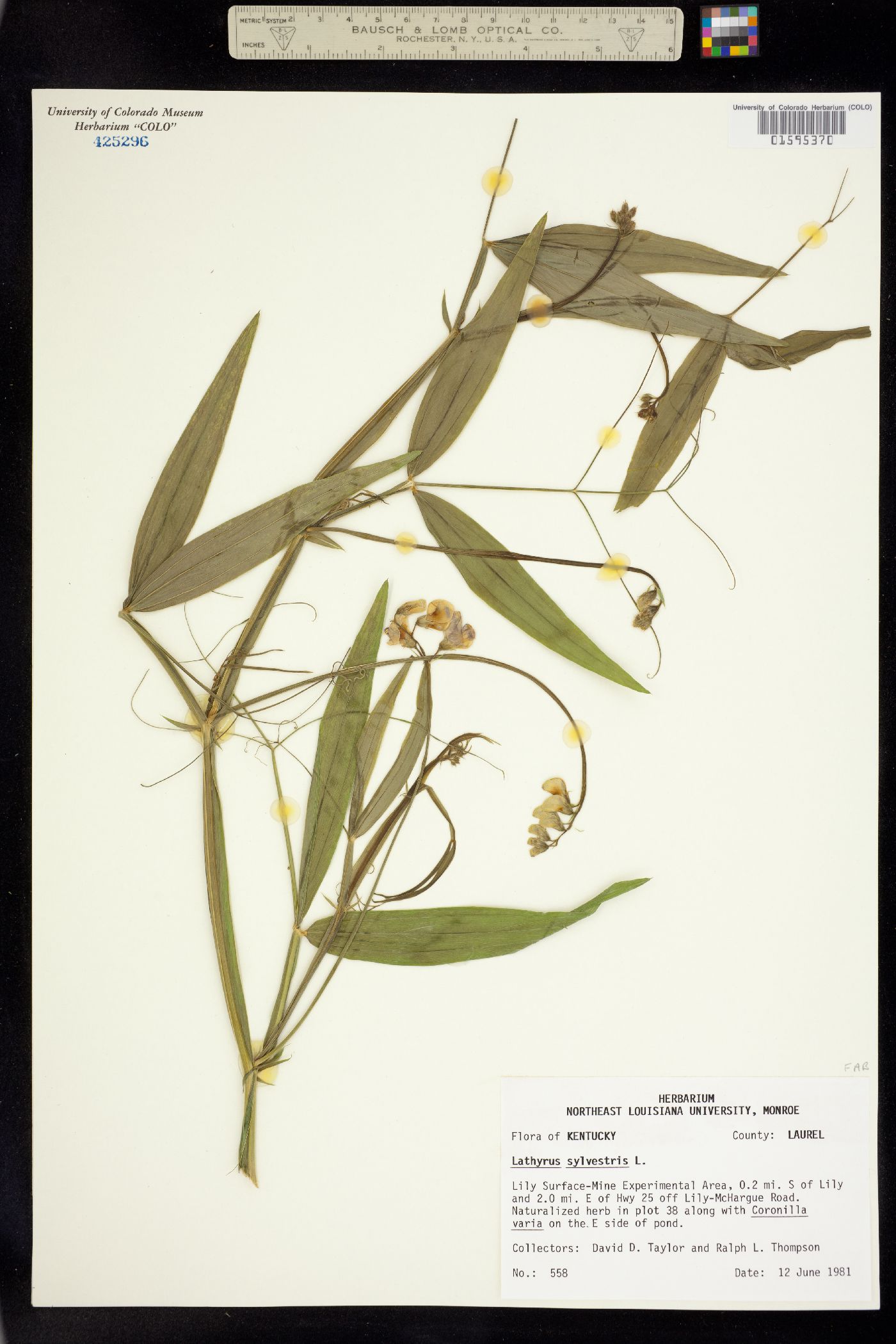 Lathyrus sylvestris image