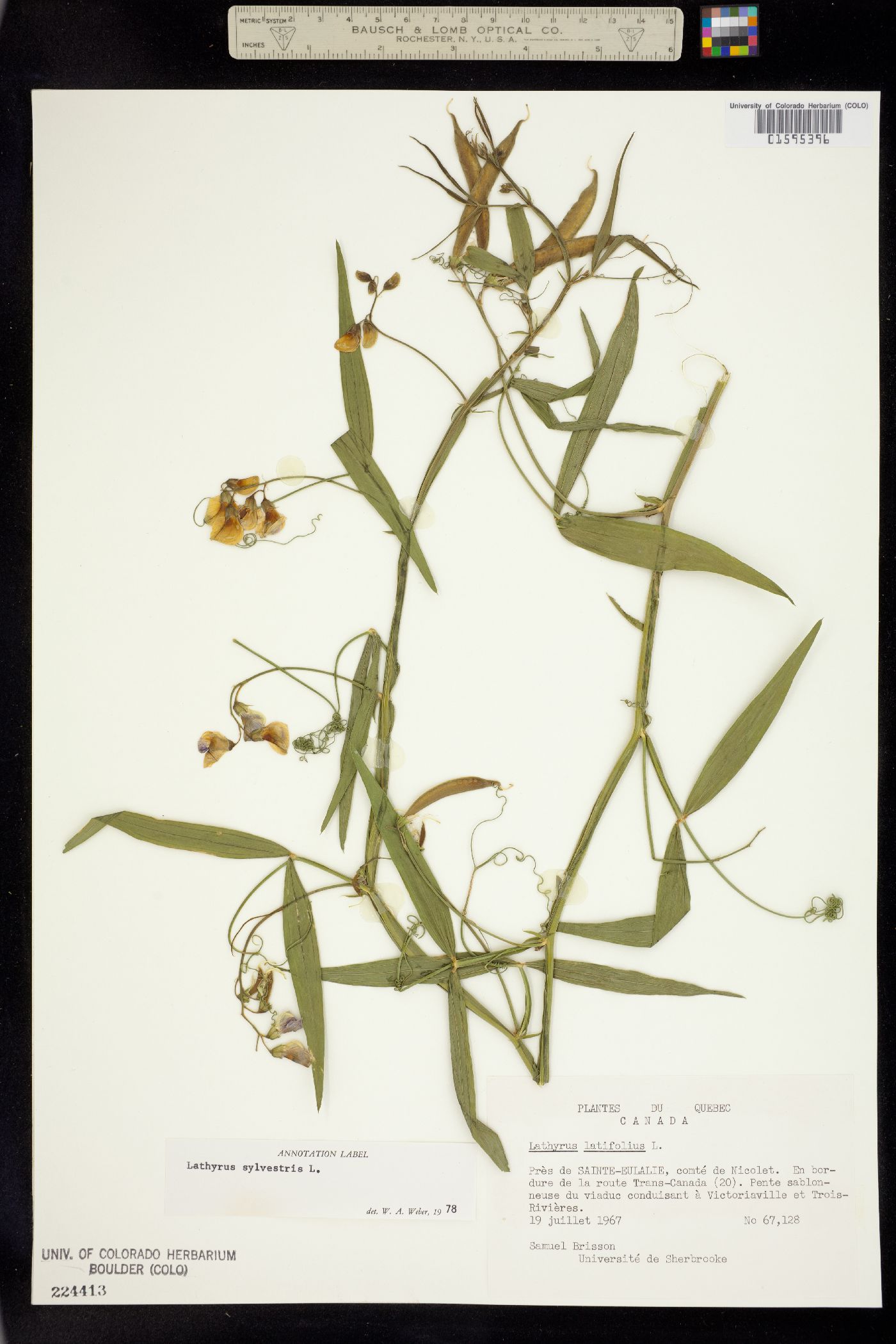 Lathyrus sylvestris image