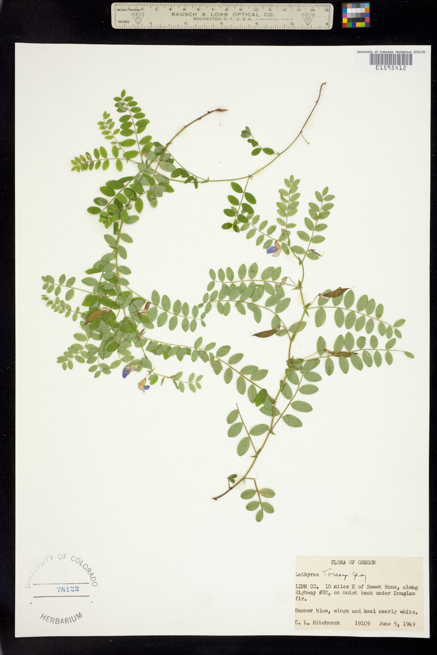 Lathyrus torreyi image