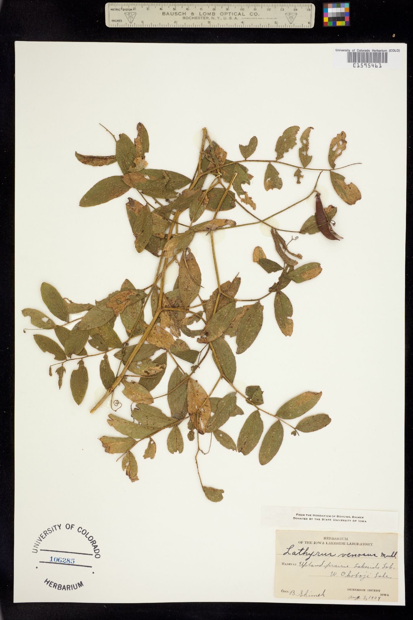 Lathyrus venosus image