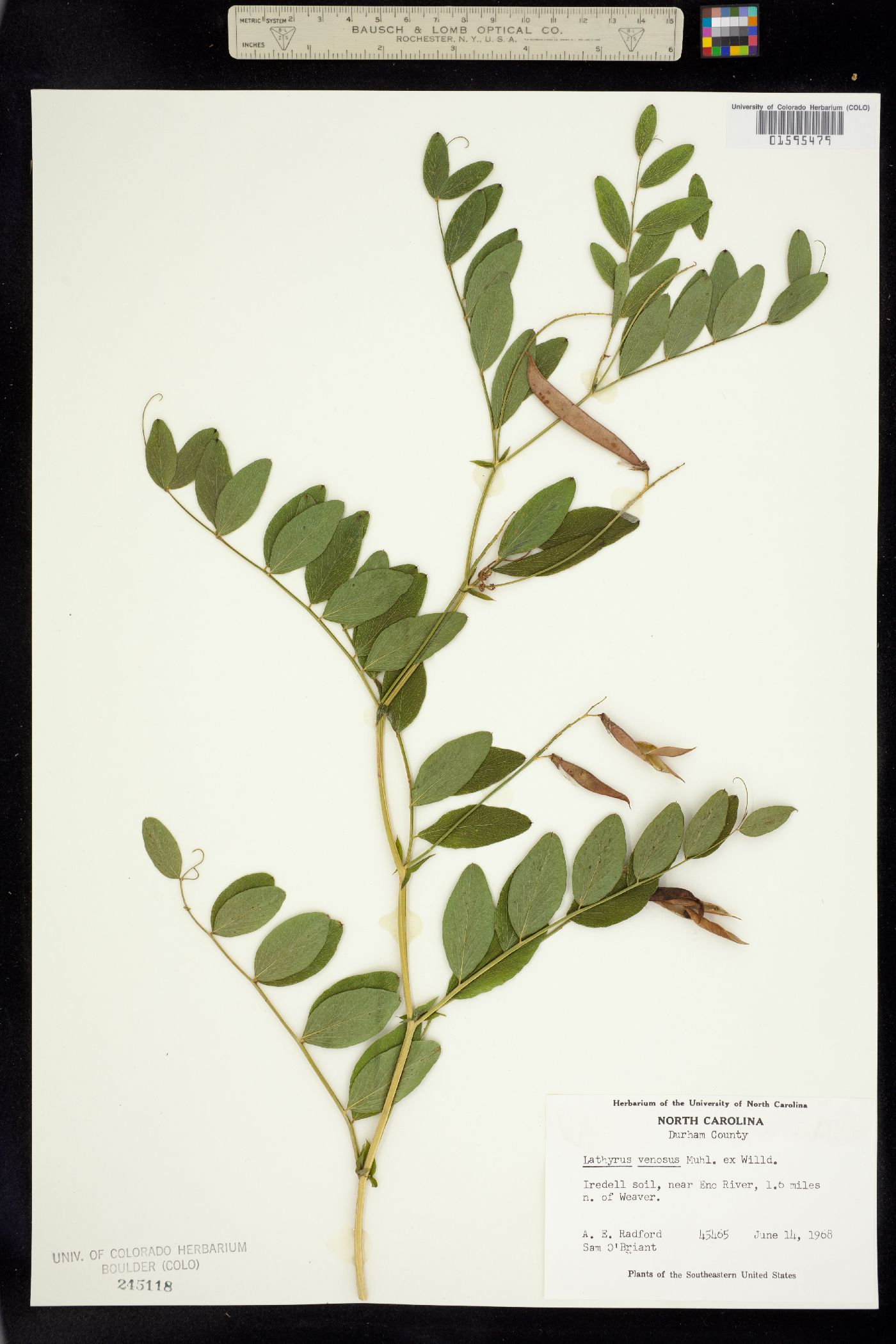 Lathyrus venosus image