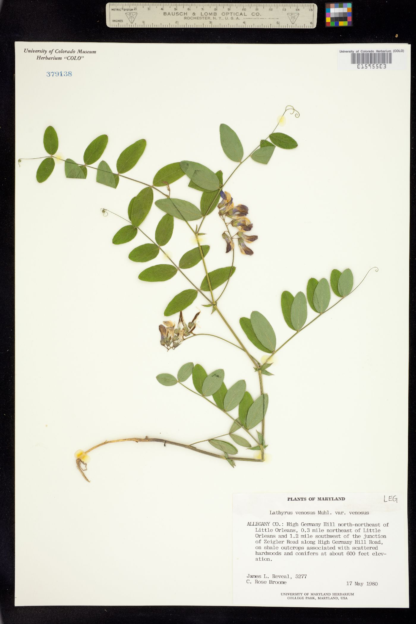 Lathyrus venosus image