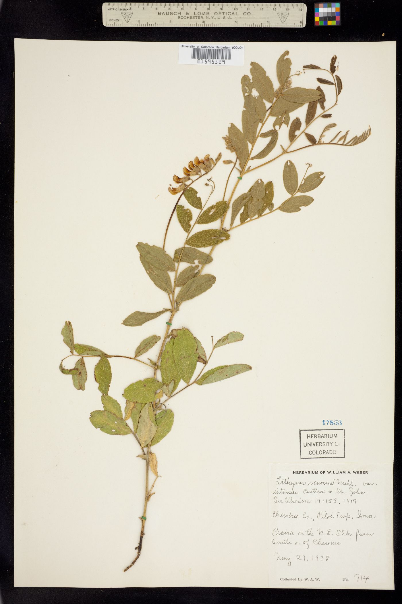 Lathyrus venosus image
