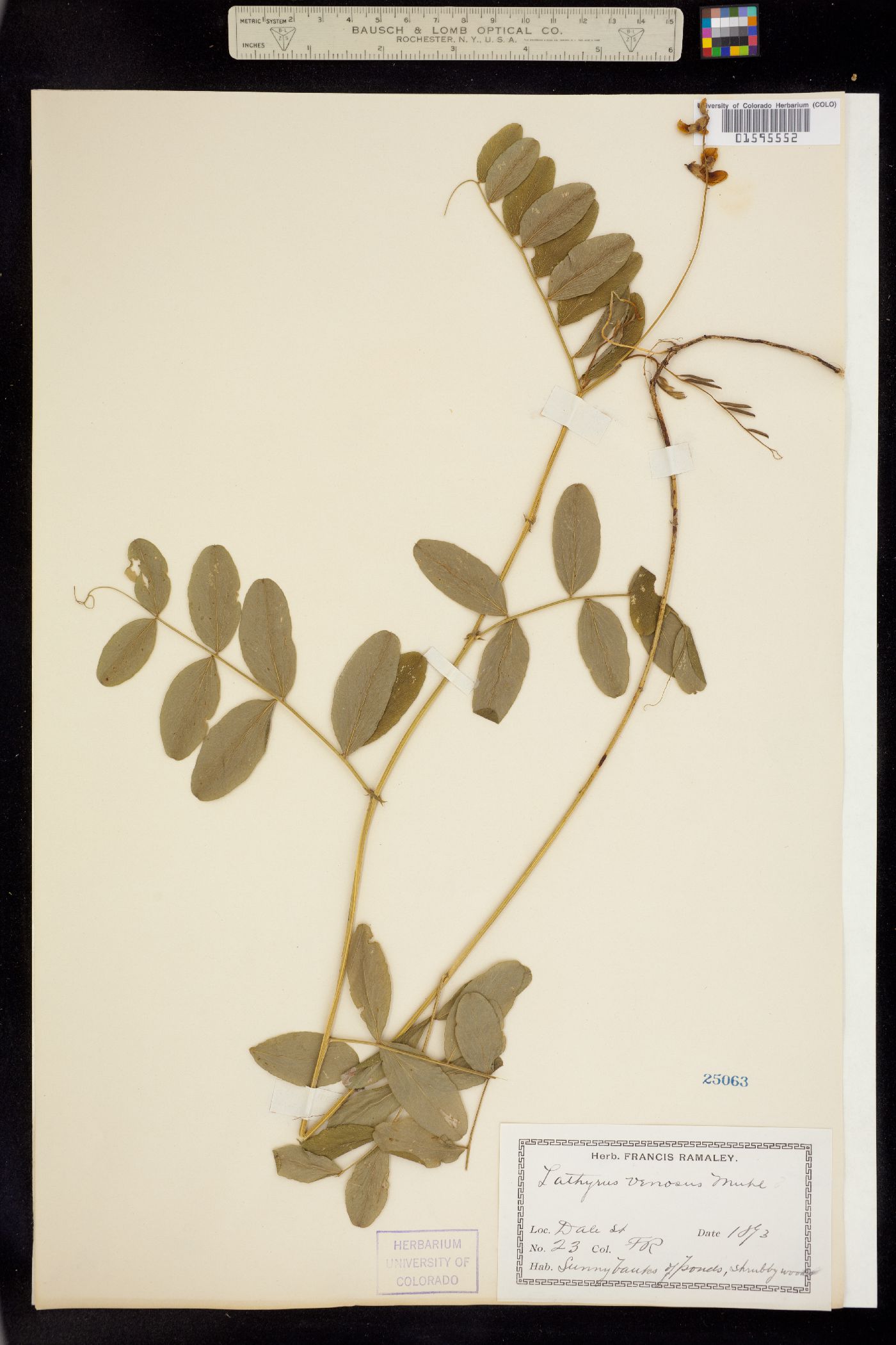 Lathyrus venosus image