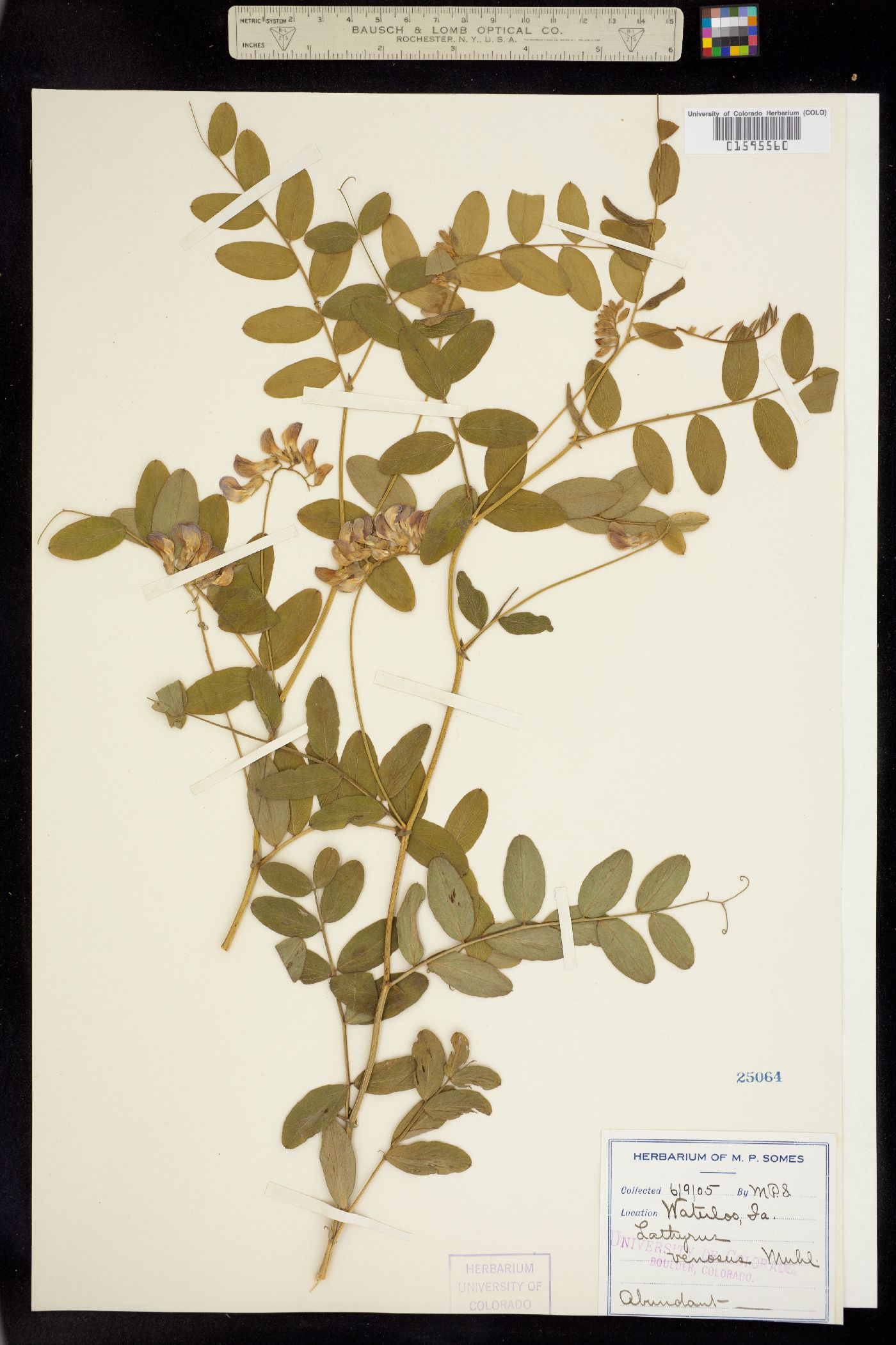 Lathyrus venosus image