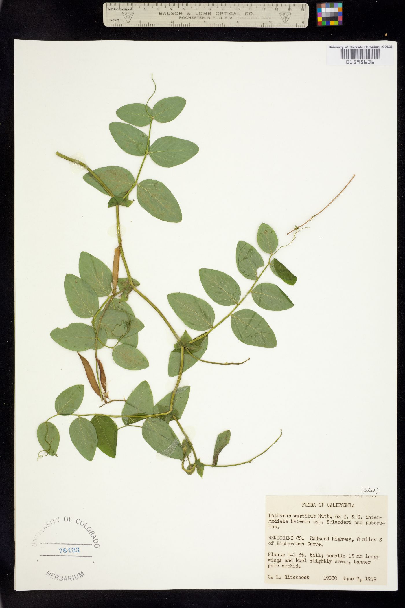Lathyrus vestitus image