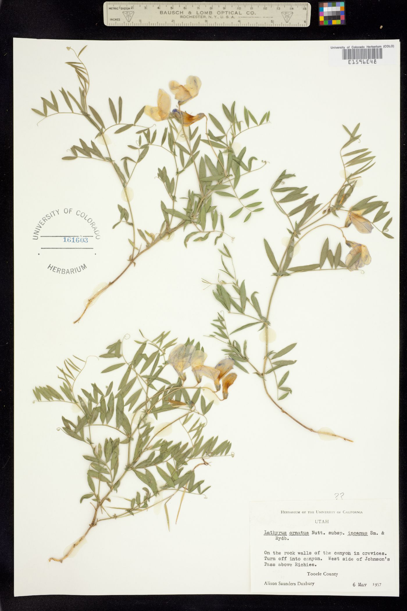 Lathyrus polymorphus var. polymorphus image
