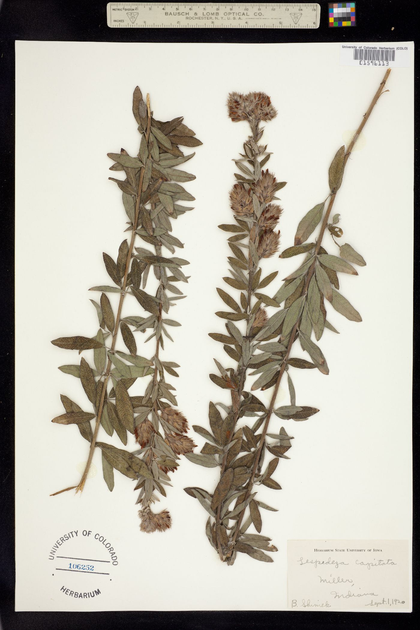 Lespedeza capitata image