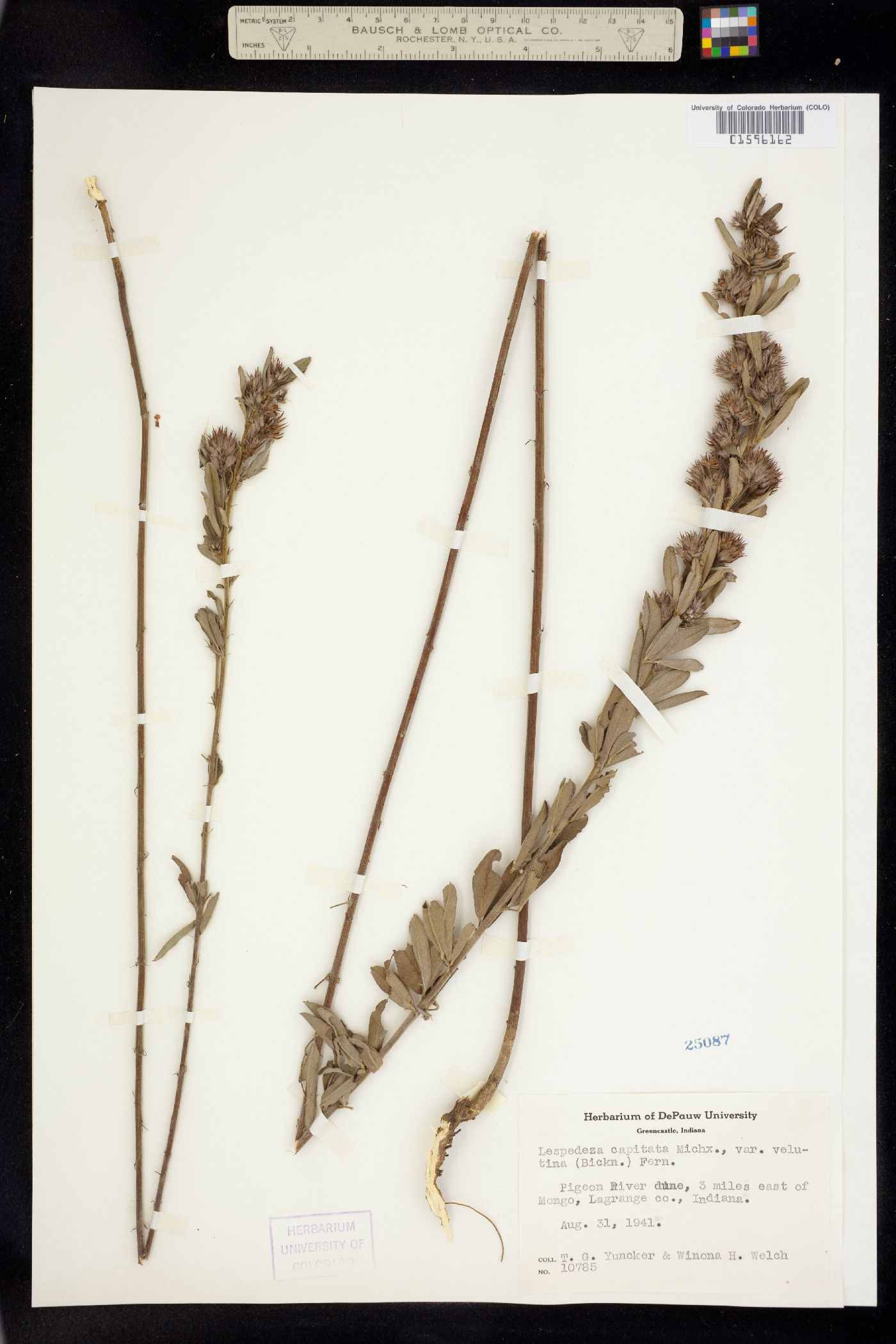 Lespedeza capitata image