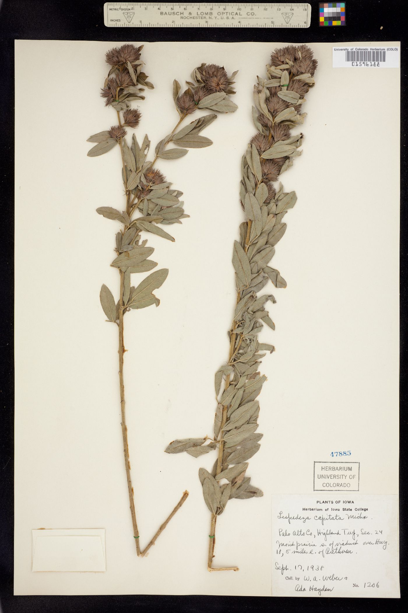 Lespedeza capitata image