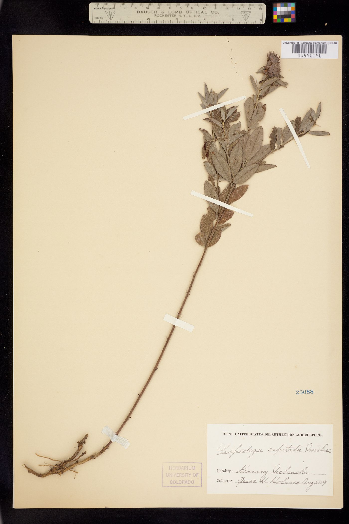 Lespedeza capitata image