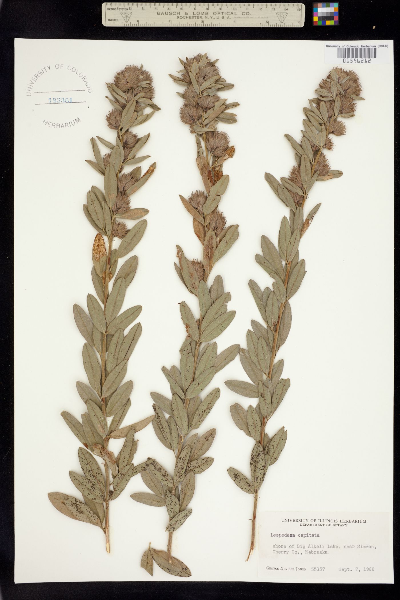 Lespedeza capitata image