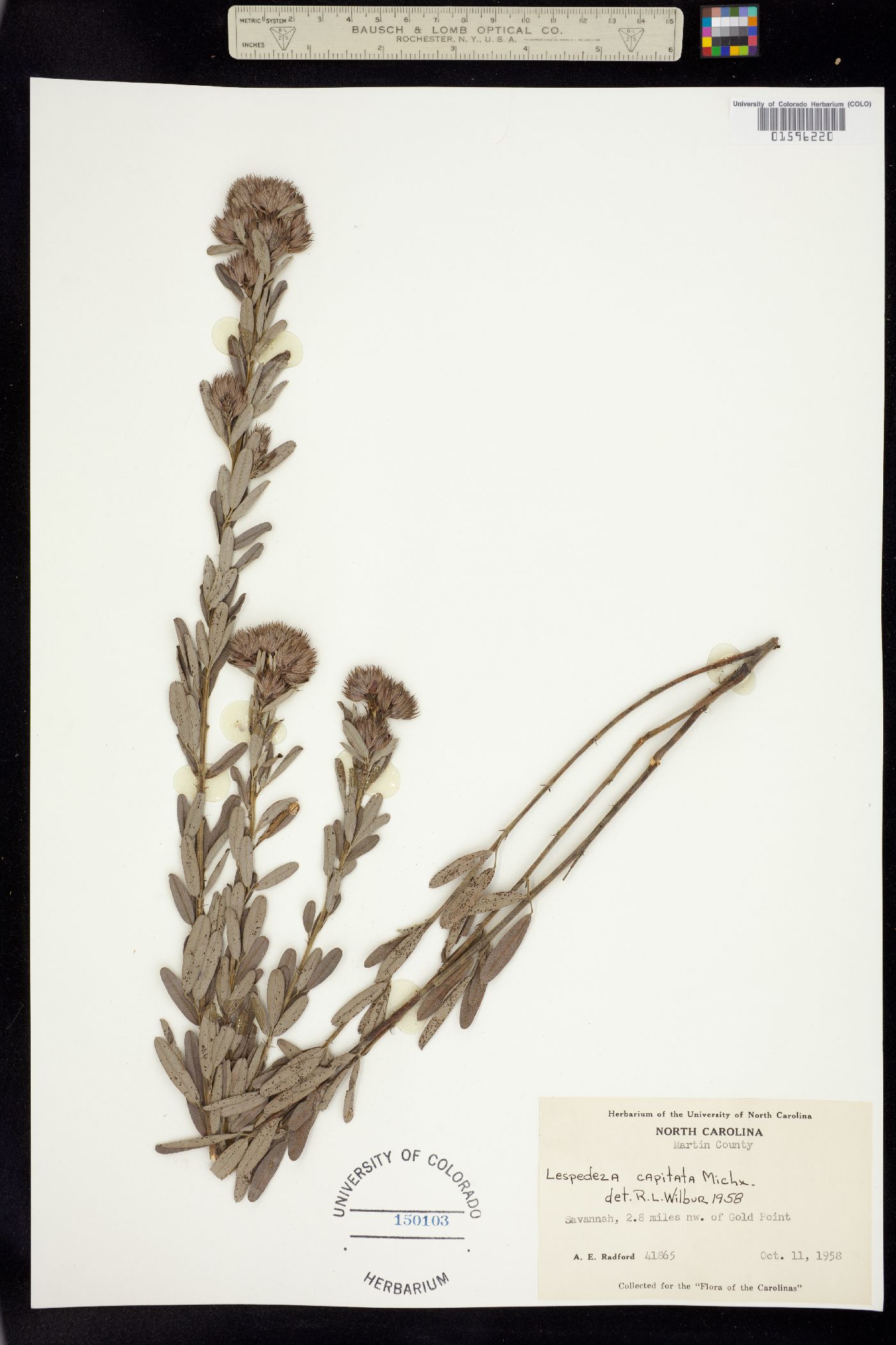 Lespedeza capitata image