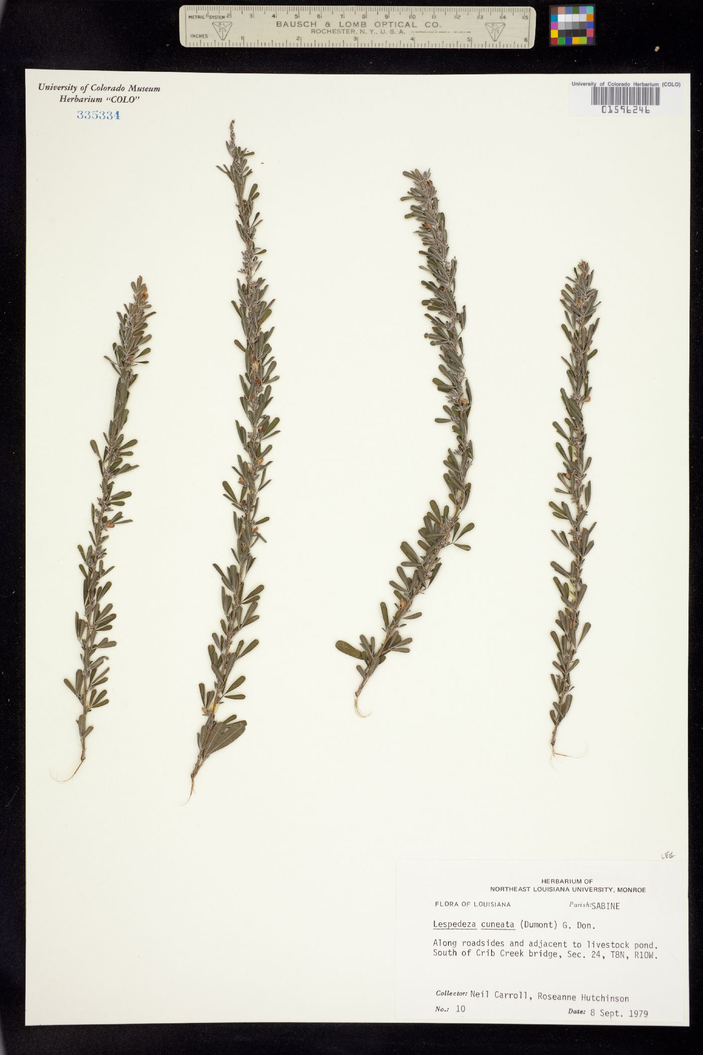 Lespedeza cuneata image
