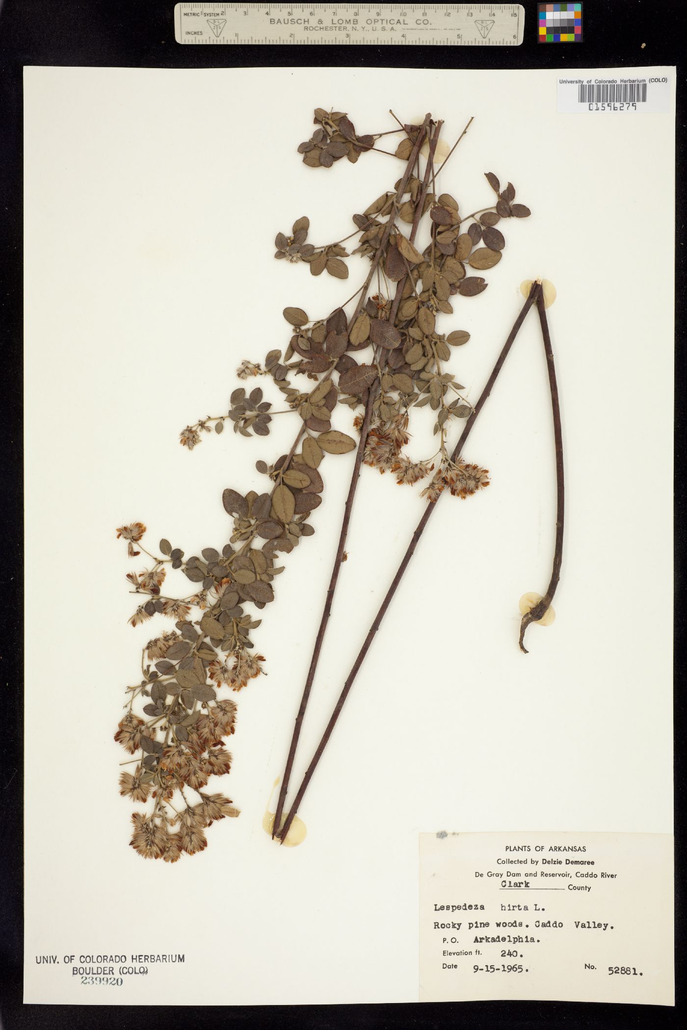 Lespedeza hirta image