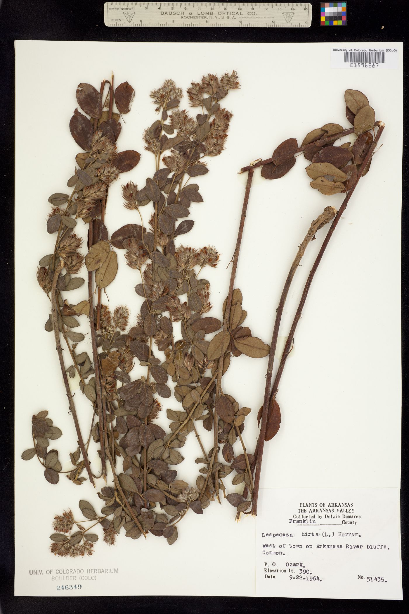 Lespedeza hirta image