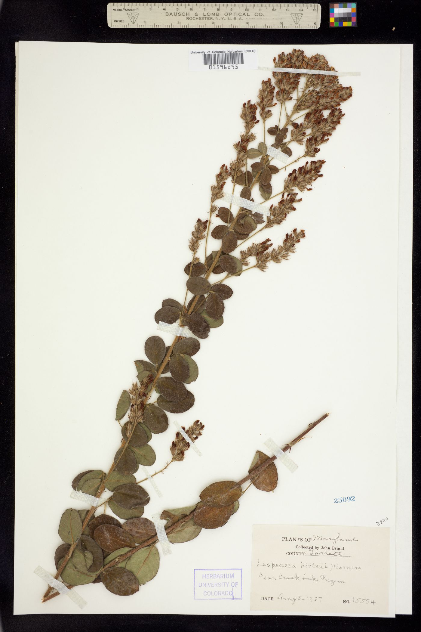 Lespedeza hirta image