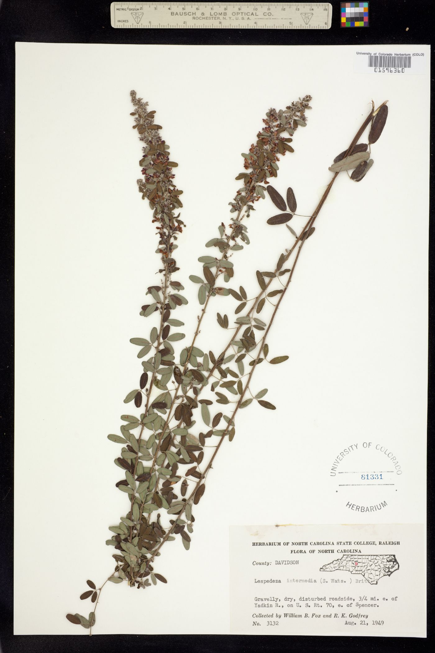 Lespedeza hirta image