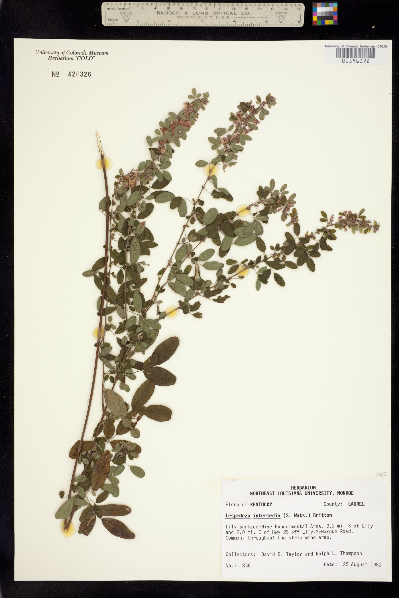 Lespedeza intermedia image