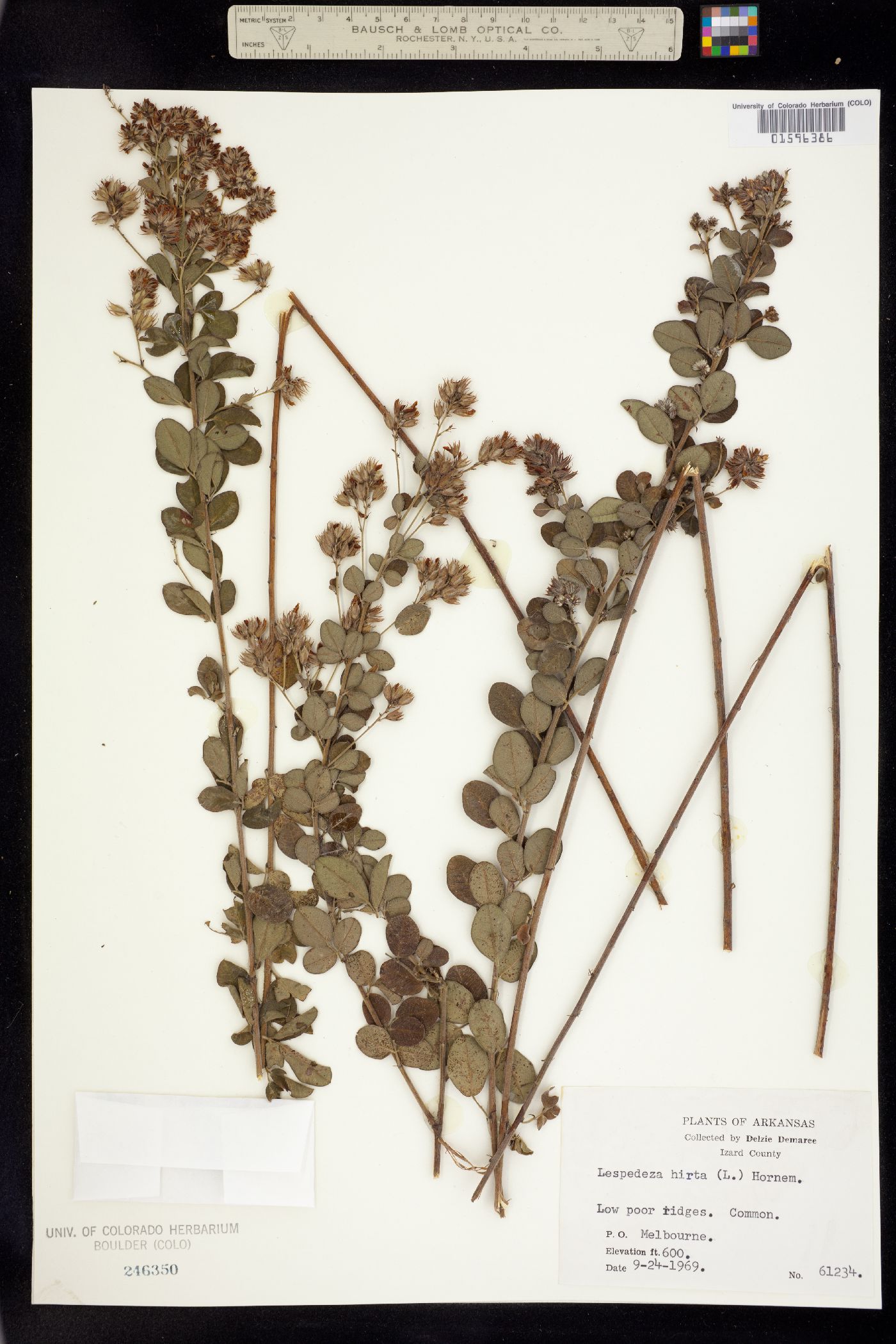 Lespedeza hirta image
