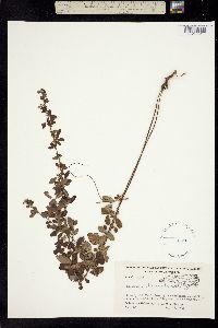 Lespedeza intermedia image