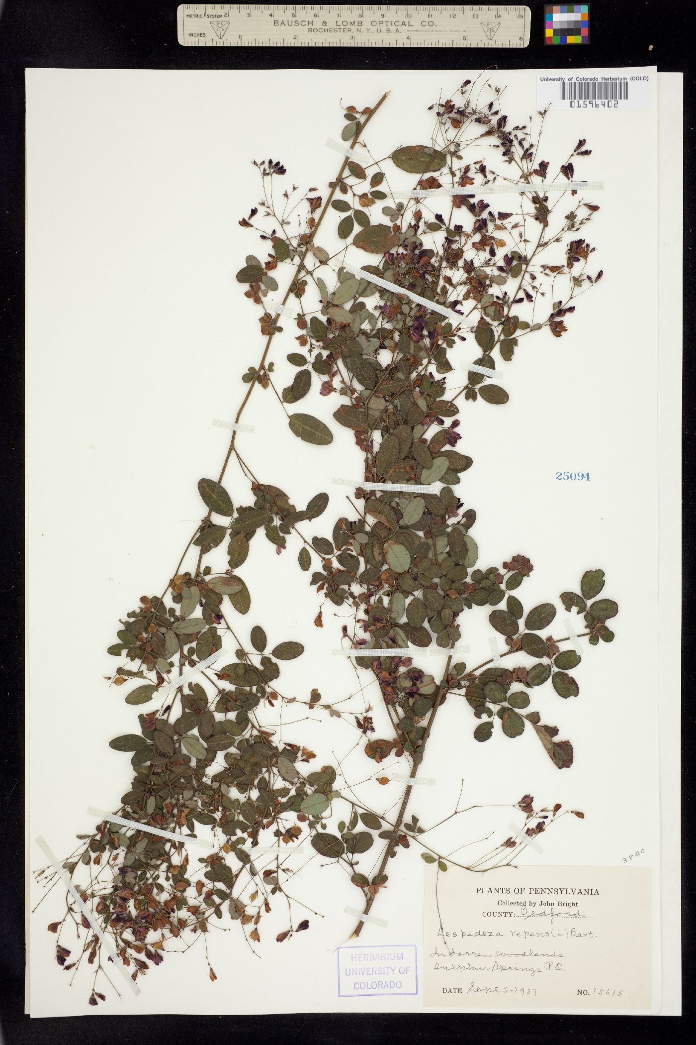 Lespedeza repens image
