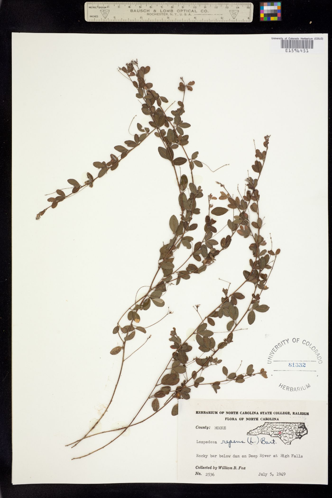 Lespedeza repens image