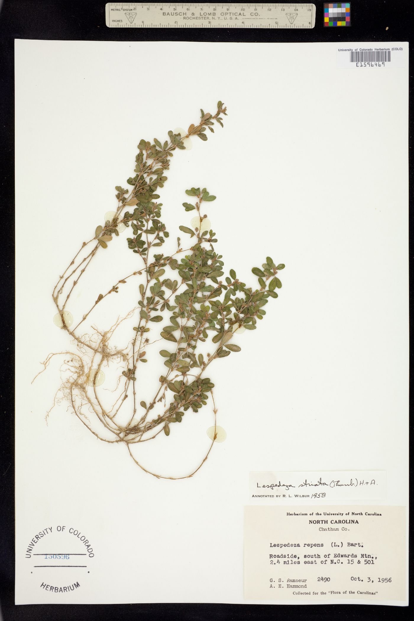 Lespedeza repens image