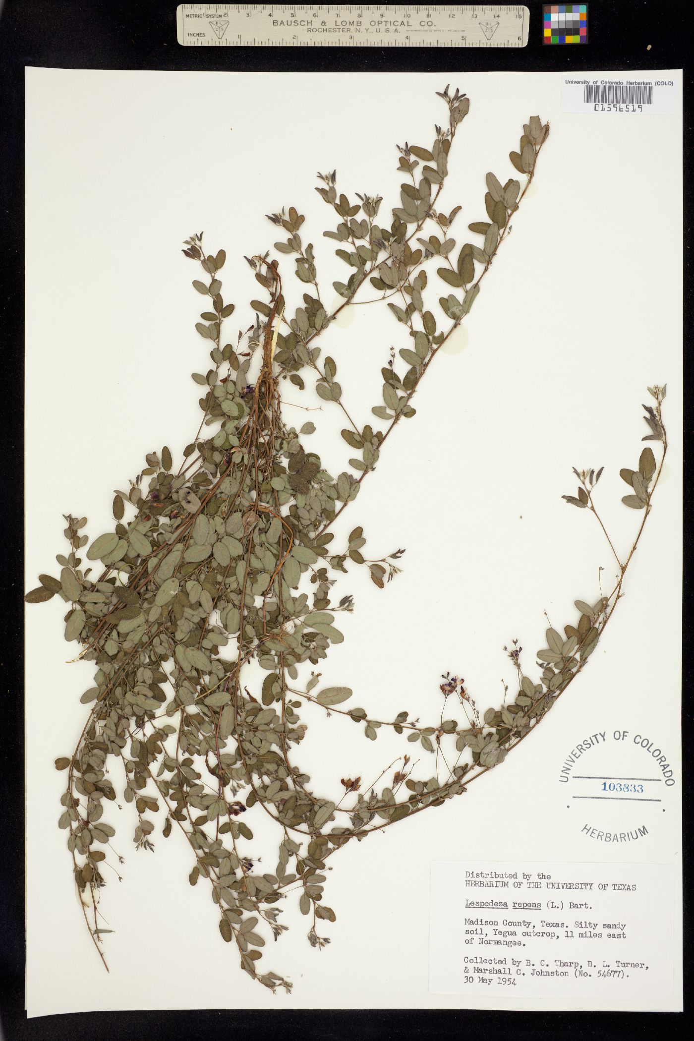 Lespedeza repens image