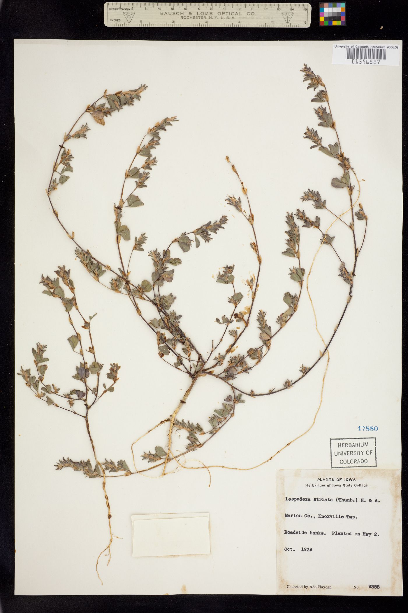 Kummerowia striata image