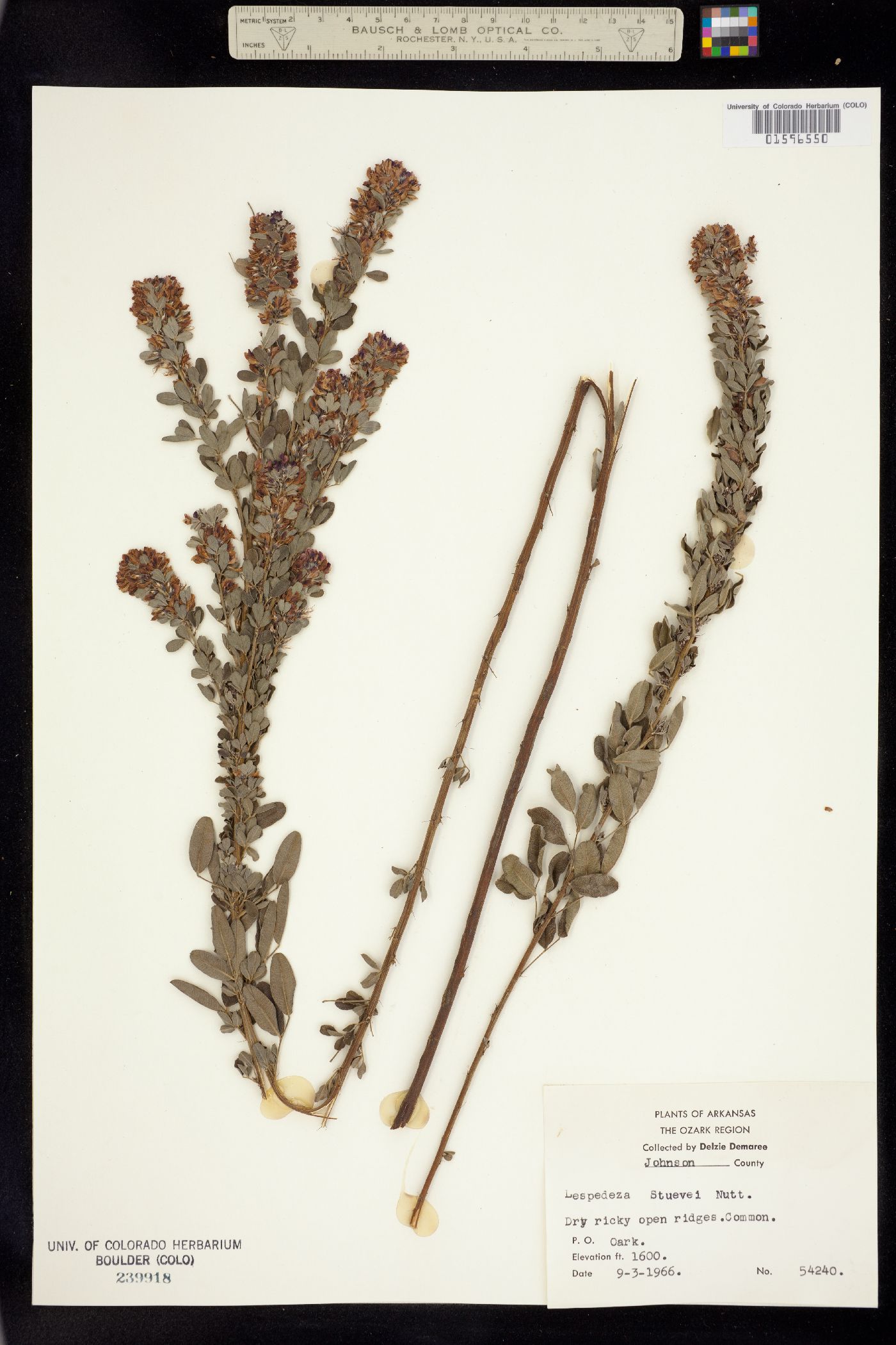 Lespedeza stuevei image