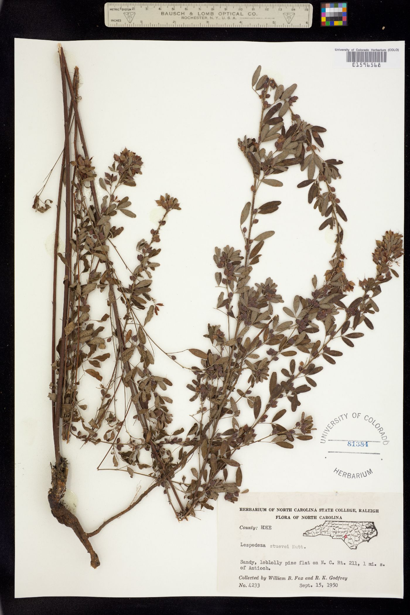 Lespedeza stuevei image