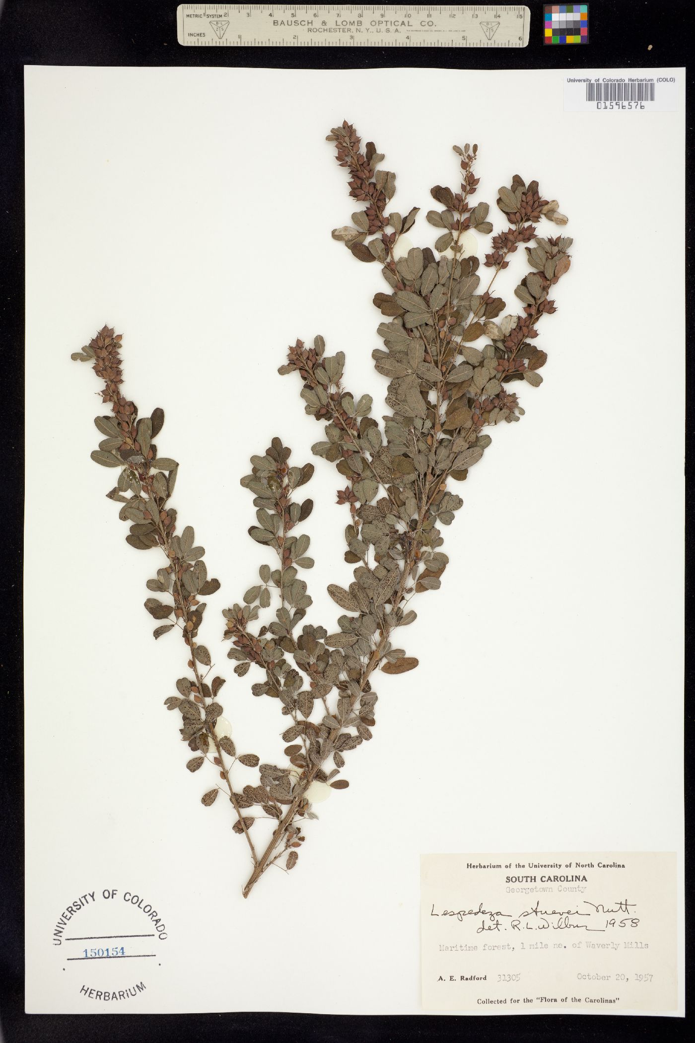 Lespedeza stuevei image