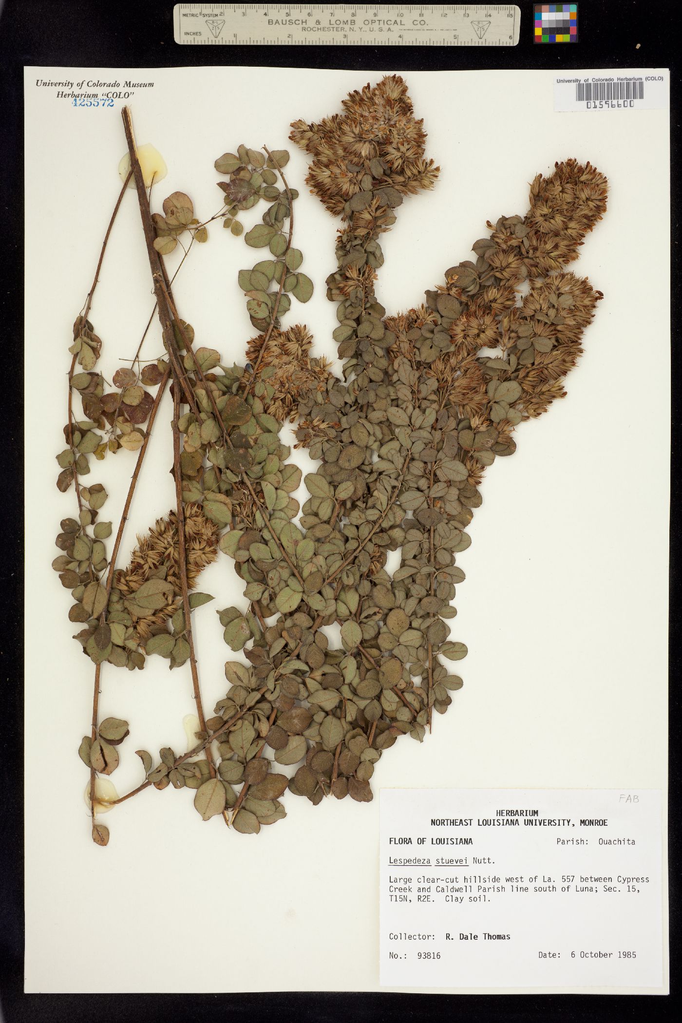 Lespedeza stuevei image