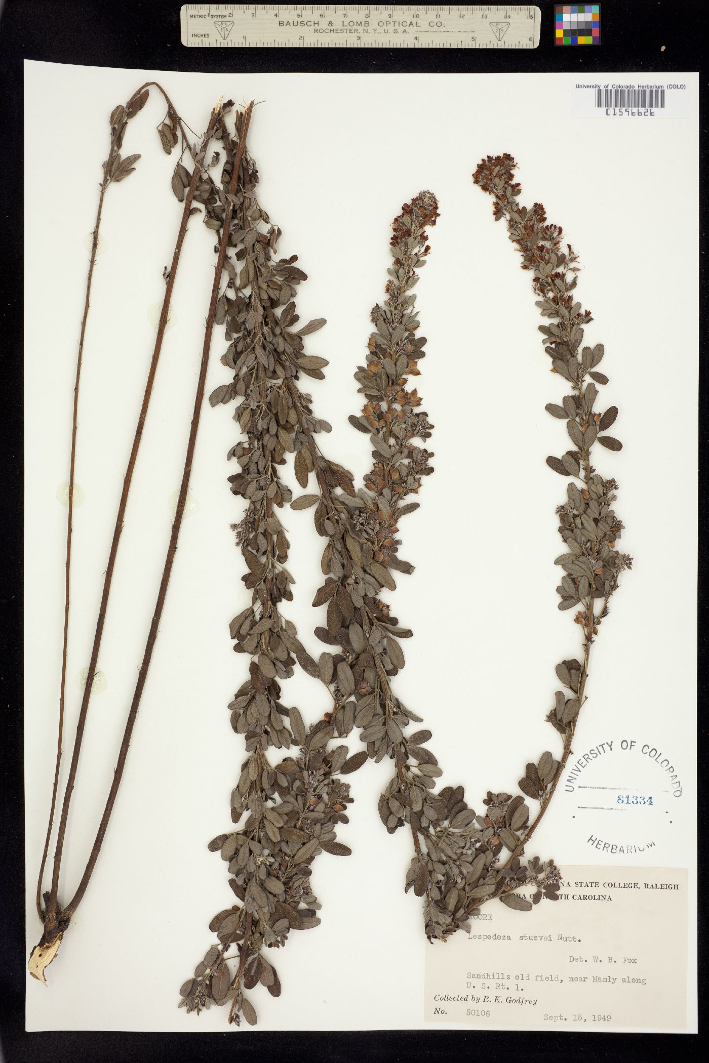 Lespedeza stuevei image