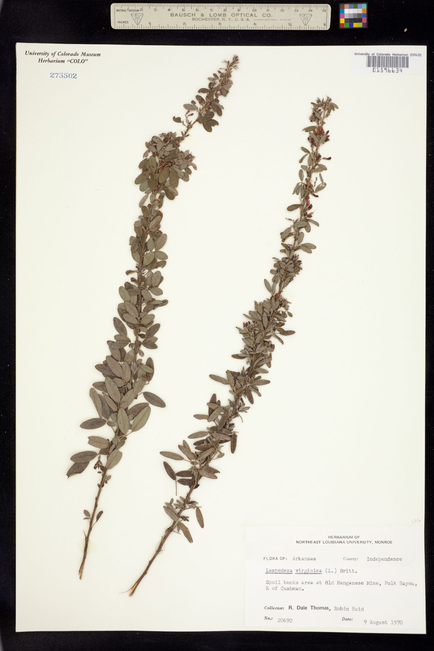Lespedeza virginica image