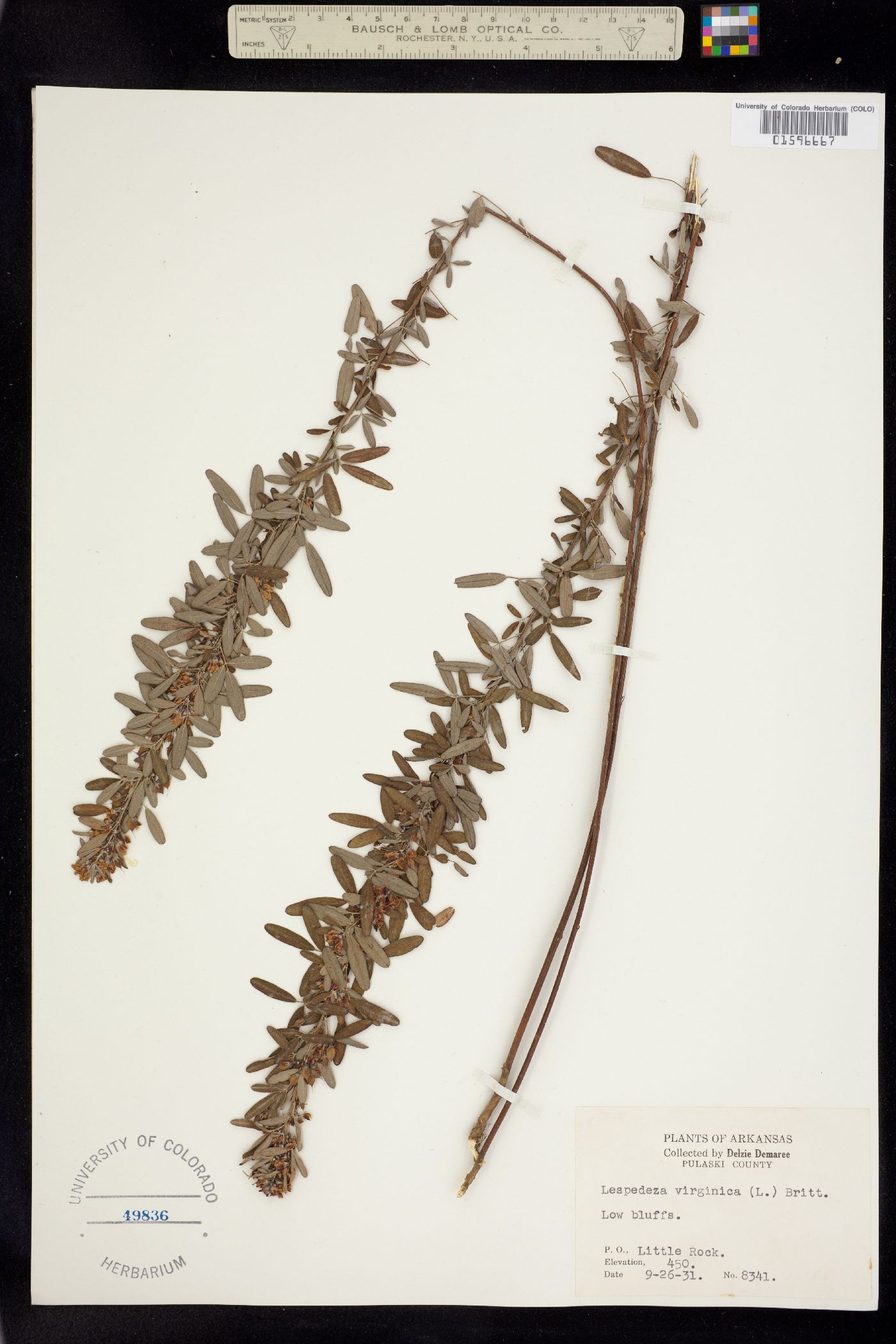 Lespedeza virginica image