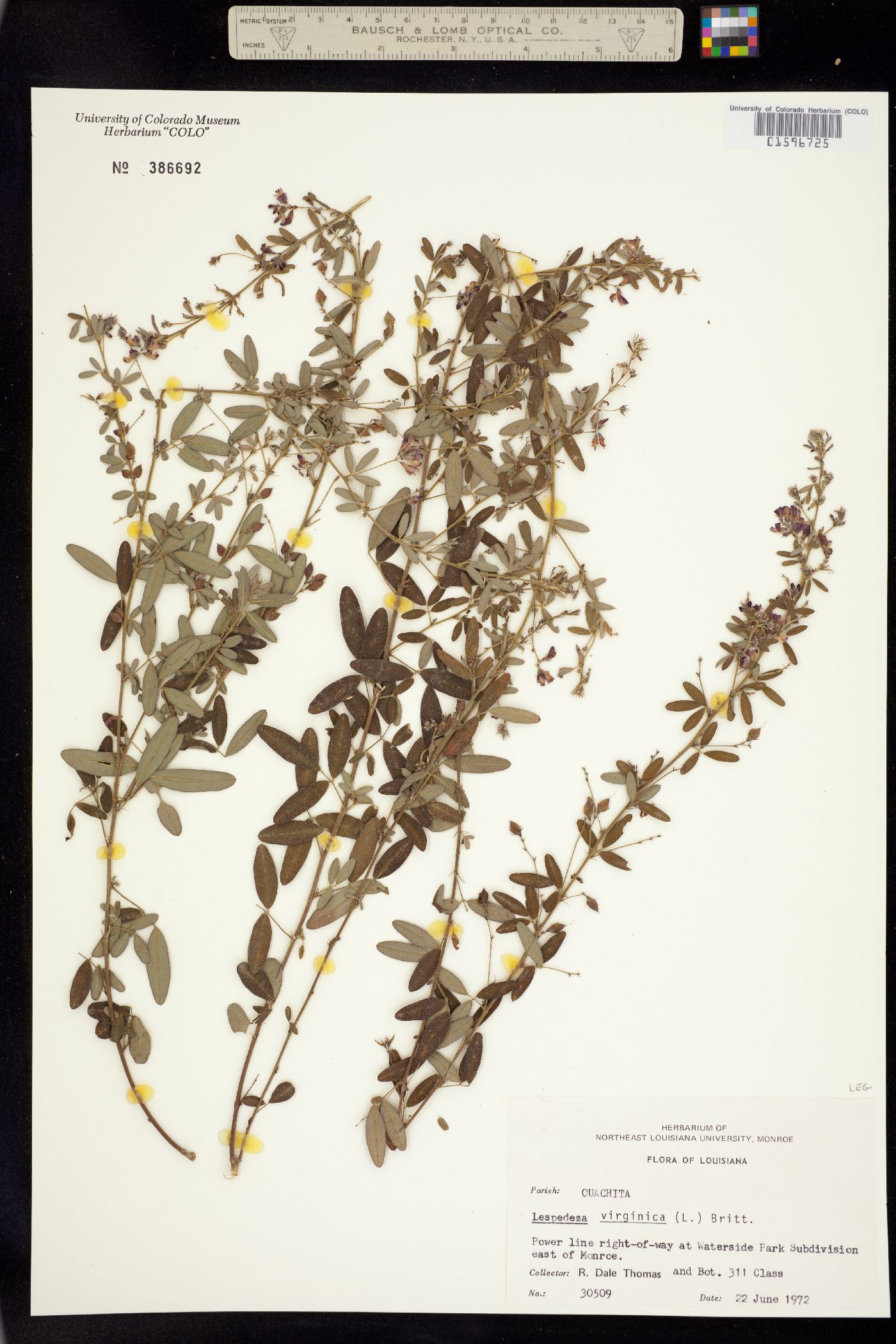 Lespedeza virginica image