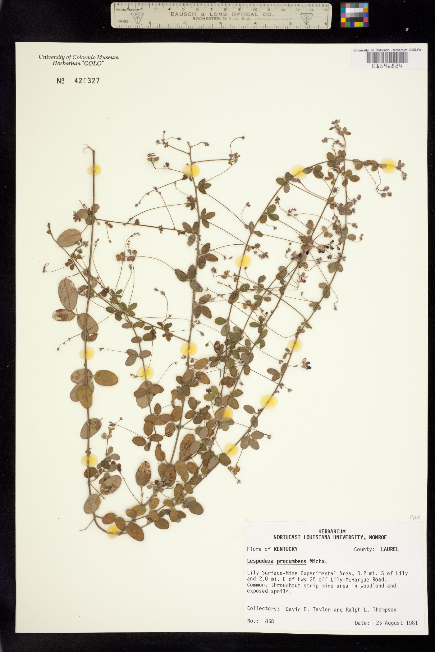 Lespedeza procumbens image