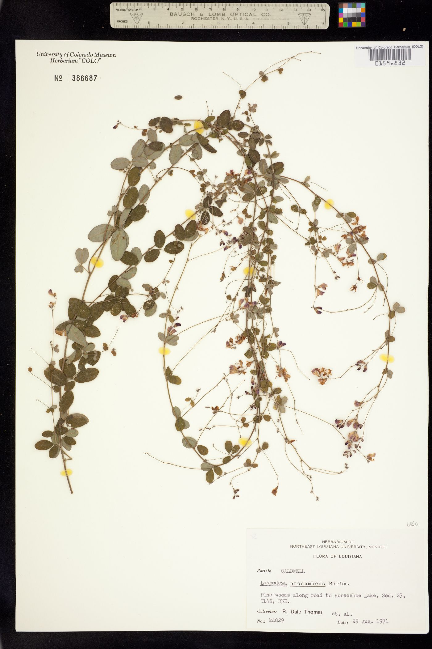 Lespedeza procumbens image