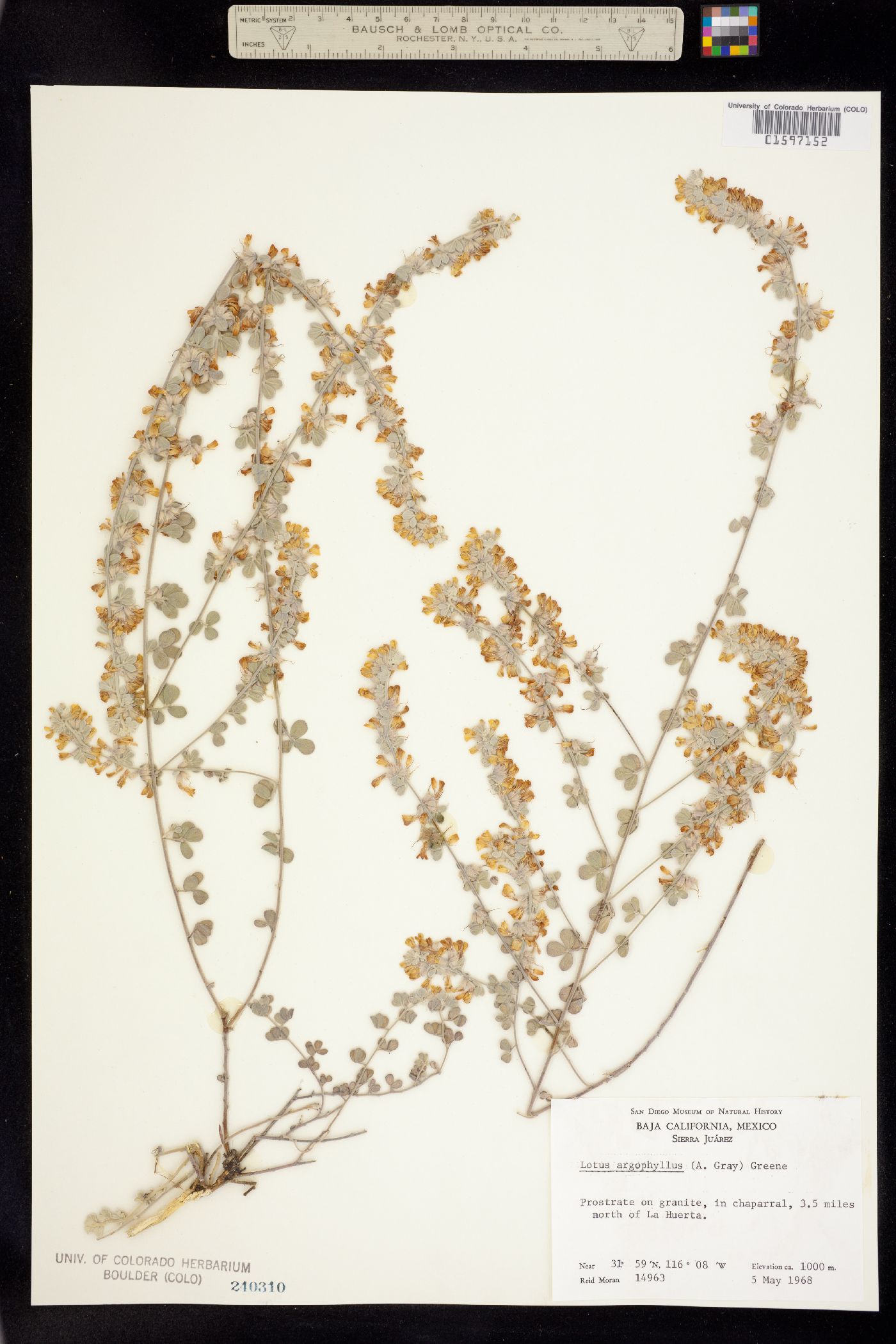 Acmispon argophyllus var. argophyllus image