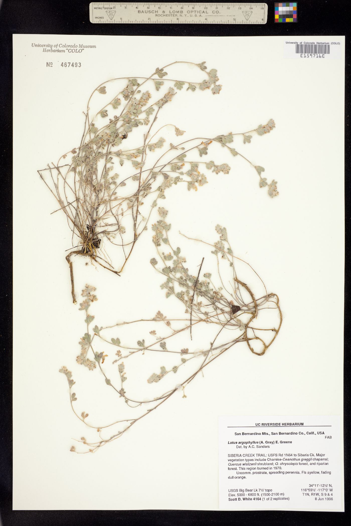 Acmispon argophyllus var. argophyllus image