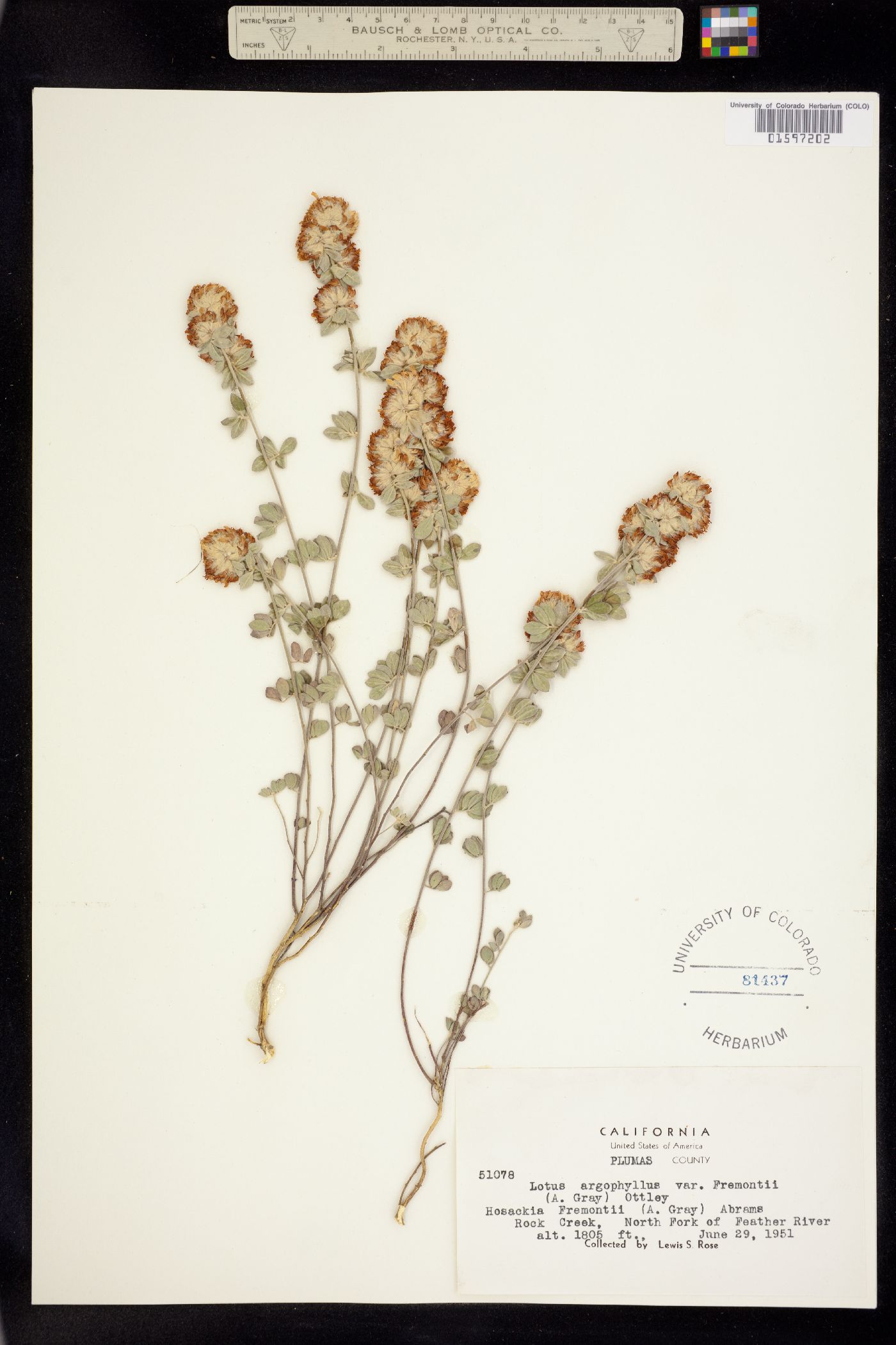 Acmispon argophyllus var. argophyllus image