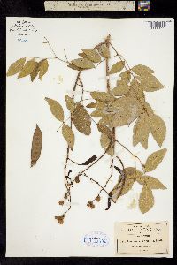 Leucaena macrophylla image