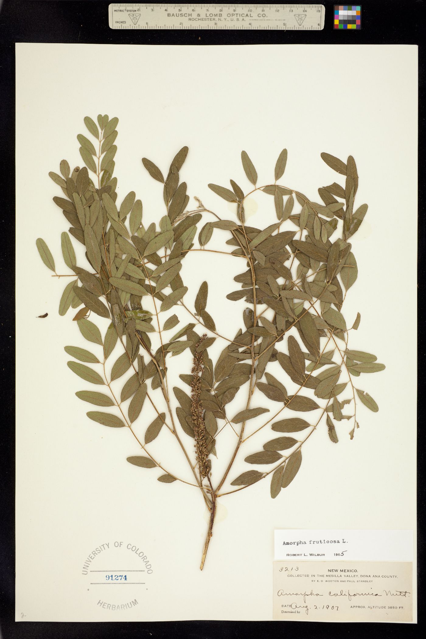 Amorpha fruticosa image