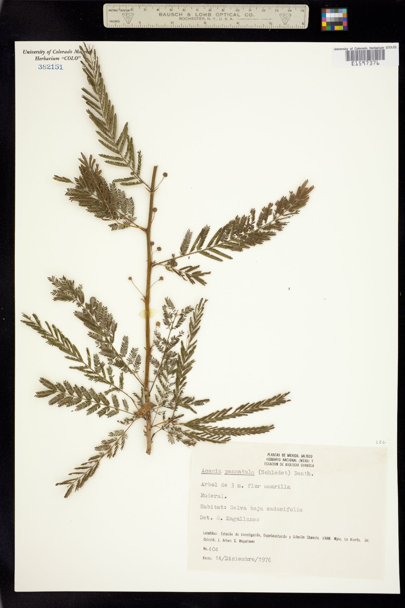 Vachellia pennatula image