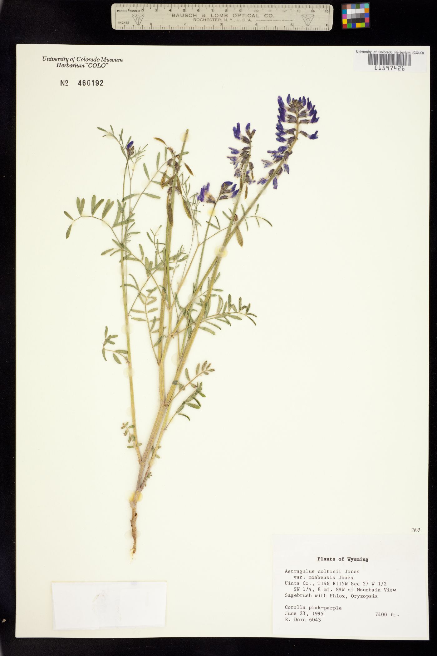 Astragalus coltonii image