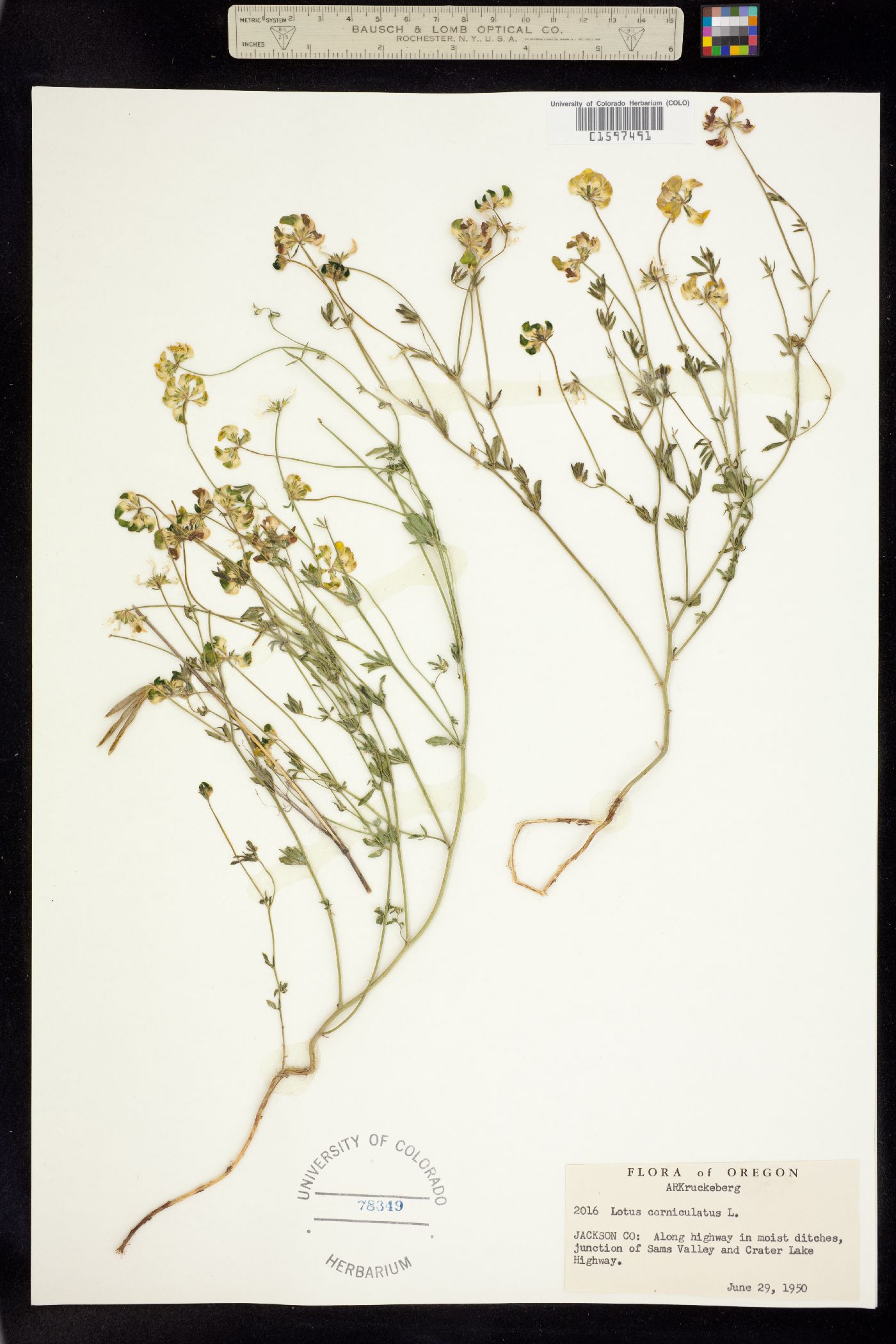 Lotus corniculatus image