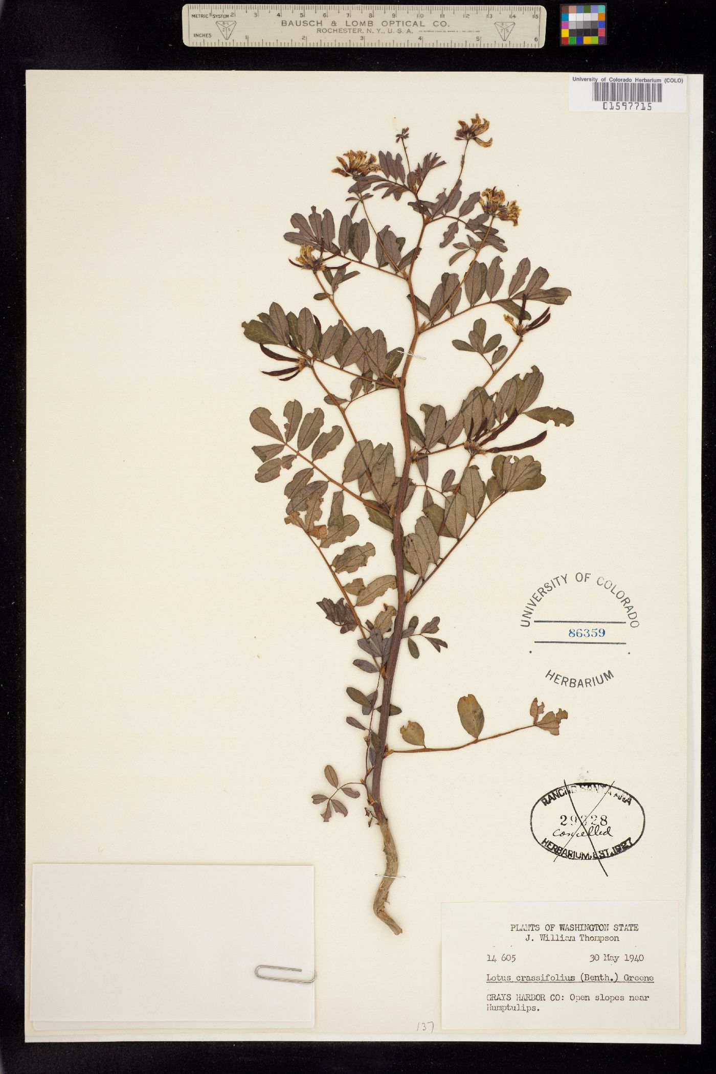 Hosackia crassifolia var. crassifolia image