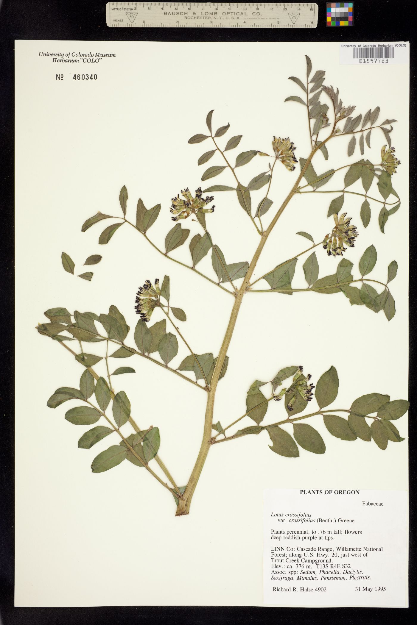 Hosackia crassifolia image